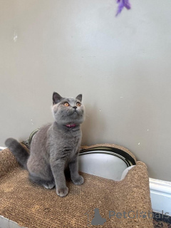 Photo №2 de l'annonce № 173815 de la vente british shorthair - acheter à La Grande-Bretagne annonce privée, éleveur