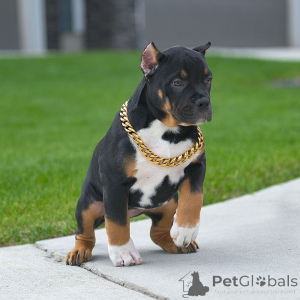 Photo №3. Chiots American Pit Bull Terrier à vendre. USA