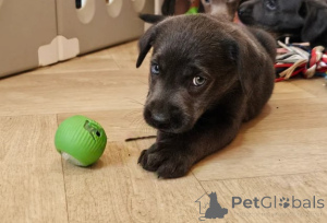 Photo №2 de l'annonce № 156077 de la vente labrador retriever - acheter à Allemagne éleveur