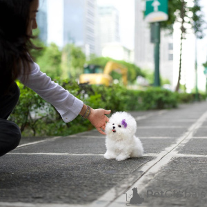Photo №2 de l'annonce № 138646 de la vente bichon à poil frisé - acheter à La Grande-Bretagne 