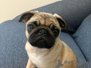 Photo №4. Je vais vendre  en ville de Berlin.  - prix - 650€