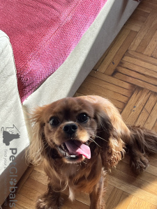 Photo №2 de l'annonce № 114313 de la vente cavalier king charles spaniel - acheter à Bulgarie annonce privée