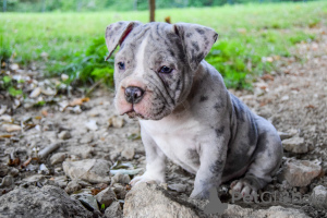 Photos supplémentaires: American Bully poche merle