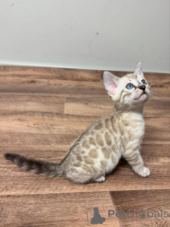 Photo №1. bengal - à vendre en ville de Karlskrona | 750€ | Annonce № 153277