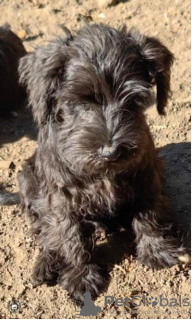 Photo №4. Je vais vendre schnauzer moyen, schnauzer miniature en ville de Loznica.  - prix - 300€