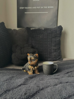 Photo №3. Doux chiots Yorkshire Terrier, compagnons de famille parfaits. Allemagne