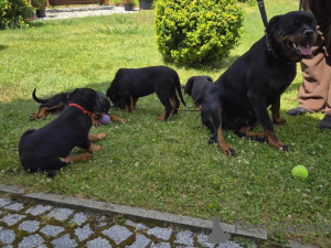 Photo №2 de l'annonce № 160159 de la vente rottweiler - acheter à Allemagne annonce privée