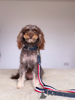 Photo №1. labradoodle - à vendre en ville de Anderny | 750€ | Annonce №157698