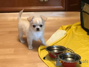 Photo №1. chihuahua - à vendre en ville de Mayrhofen | négocié | Annonce №139034