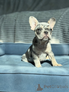 Photo №2 de l'annonce № 155481 de la vente bouledogue - acheter à Allemagne éleveur