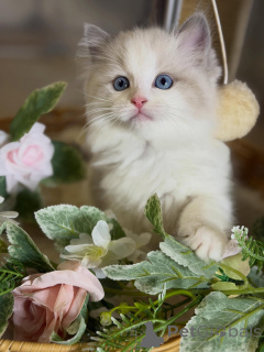 Photo №1. ragdoll - à vendre en ville de Pass à paste | négocié | Annonce № 170003