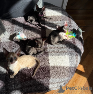 Photo №1. cornish rex - à vendre en ville de Munich | 350€ | Annonce № 178443