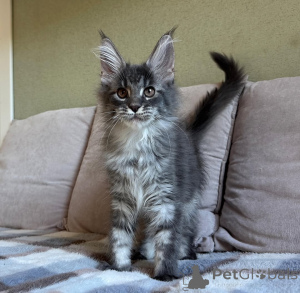 Photo №2 de l'annonce № 155699 de la vente maine coon - acheter à France annonce privée