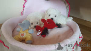 Photo №4. Je vais vendre bichon maltais en ville de Extrême. annonce privée - prix - 500€