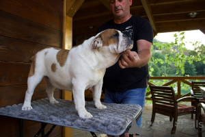 Photo №2 de l'annonce № 150146 de la vente bulldog anglais - acheter à Serbie éleveur