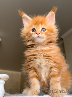 Photo №4. Je vais vendre maine coon en ville de 'S-Hertogenbosch. annonce privée - prix - 550€