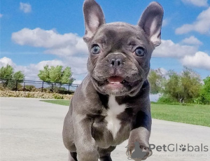 Photo №1. bouledogue - à vendre en ville de Naudeurs | 350€ | Annonce №170150