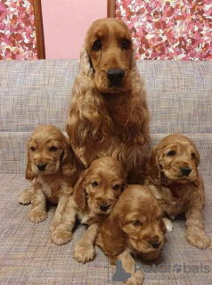 Photo №1. cocker spaniel anglais - à vendre en ville de Budapest | 440€ | Annonce №100289