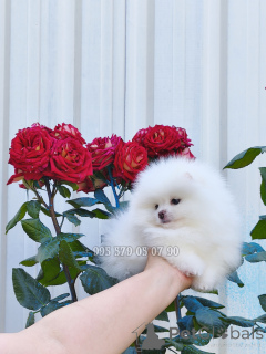 Photo №3. Mini fille blanche, chiot Spitz de Poméranie. Je suggère d'acheter un chien en. Georgia