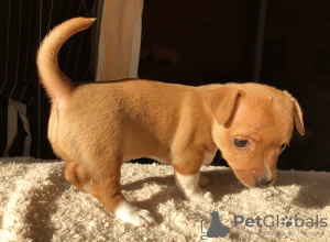 Photos supplémentaires: Chiots à vendre Podengu portugais Small