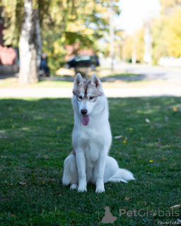 Photo №3. Femelle Husky Sibérien. Serbie