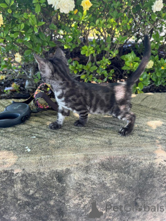 Photo №1. bengal - à vendre en ville de Aarau | 750€ | Annonce № 152640