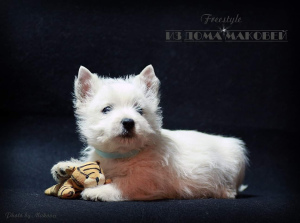 Photos supplémentaires: West Highland White Terrier d'une superbe paire!