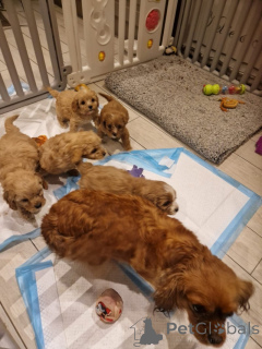 Photo №1. cavalier king charles spaniel - à vendre en ville de Longue plage | 291€ | Annonce №162113