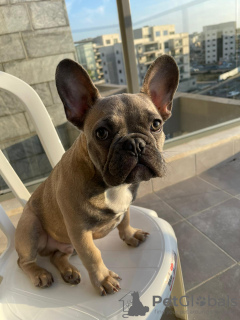 Photo №4. Je vais vendre bouledogue en ville de Harish. annonce privée, éleveur - prix - 3500€