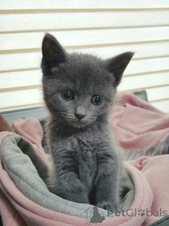 Photo №1. chartreux - à vendre en ville de Aizlingen | 350€ | Annonce № 157787