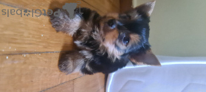 Photo №4. Je vais vendre yorkshire terrier en ville de Афины. annonce privée - prix - négocié
