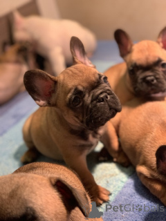 Photo №4. Je vais vendre bouledogue en ville de Surčin. éleveur - prix - négocié