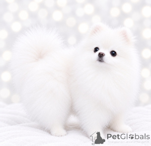 Photo №1. spitz nain - à vendre en ville de Dnipro | 600€ | Annonce №176859