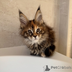 Photo №3. Chaton Maine Coon Fluffy Black Smoke Compagnon frappant et ludique. République Tchèque