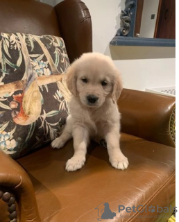 Photo №1. golden retriever - à vendre en ville de Kaunas | 350€ | Annonce №127605