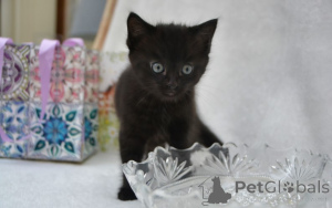 Photo №1. maine coon - à vendre en ville de Détamas | 900€ | Annonce № 160424