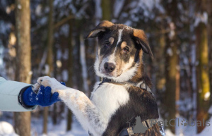 Photo №4. Je vais vendre chien bâtard en ville de Khimki. annonce privée - prix - Gratuit