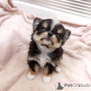 Photo №1. chihuahua - à vendre en ville de Helsinki | 500€ | Annonce №163646