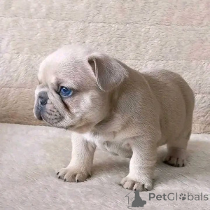 Photo №2 de l'annonce № 165311 de la vente bouledogue - acheter à France éleveur