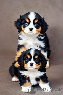 Photo №2 de l'annonce № 178012 de la vente cavalier king charles spaniel - acheter à Chypre 