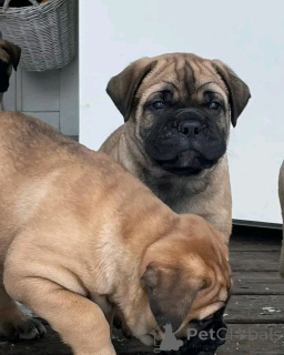Photo №1. bullmastiff - à vendre en ville de Leipzig | 500€ | Annonce №137774