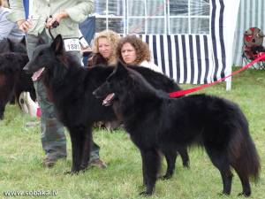Photo №3. Manipulateur pour chiens de grande race. Tbilissi en Georgia
