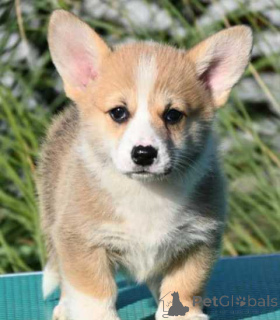 Photo №2 de l'annonce № 155405 de la vente welsh corgi - acheter à Serbie 