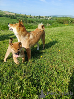 Photo №1. shiba - à vendre en ville de Minerai | négocié | Annonce №169804