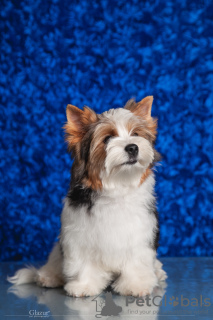 Photo №2 de l'annonce № 67917 de la vente biewer yorkshire terrier - acheter à Ukraine de la fourrière