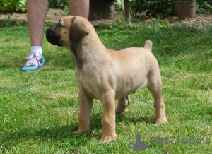 Photos supplémentaires: Chiots Boerboel Mastiff sud-africains