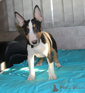 Photos supplémentaires: Chiots bull terrier miniatures