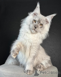 Photo №2 de l'annonce № 158455 de la vente maine coon - acheter à La finlande éleveur