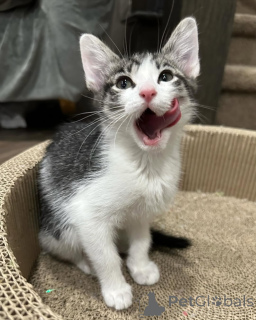 Photo №3. Chat domestique. Allemagne