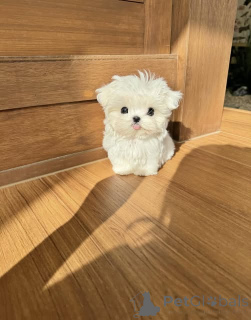 Photo №1. bichon maltais - à vendre en ville de Bruxelles | négocié | Annonce №162924